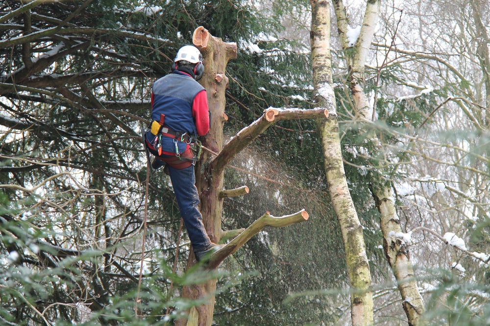 Tree removal Salem Oregon